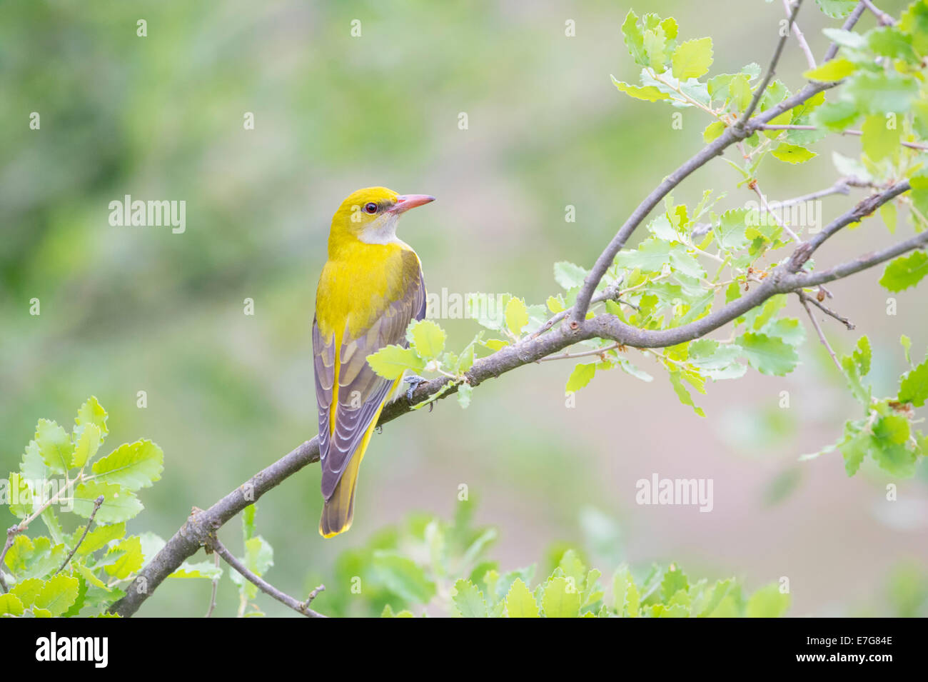 Pirol (Oriolus Oriolus) subadulte Männchen thront im Baum. Stockfoto