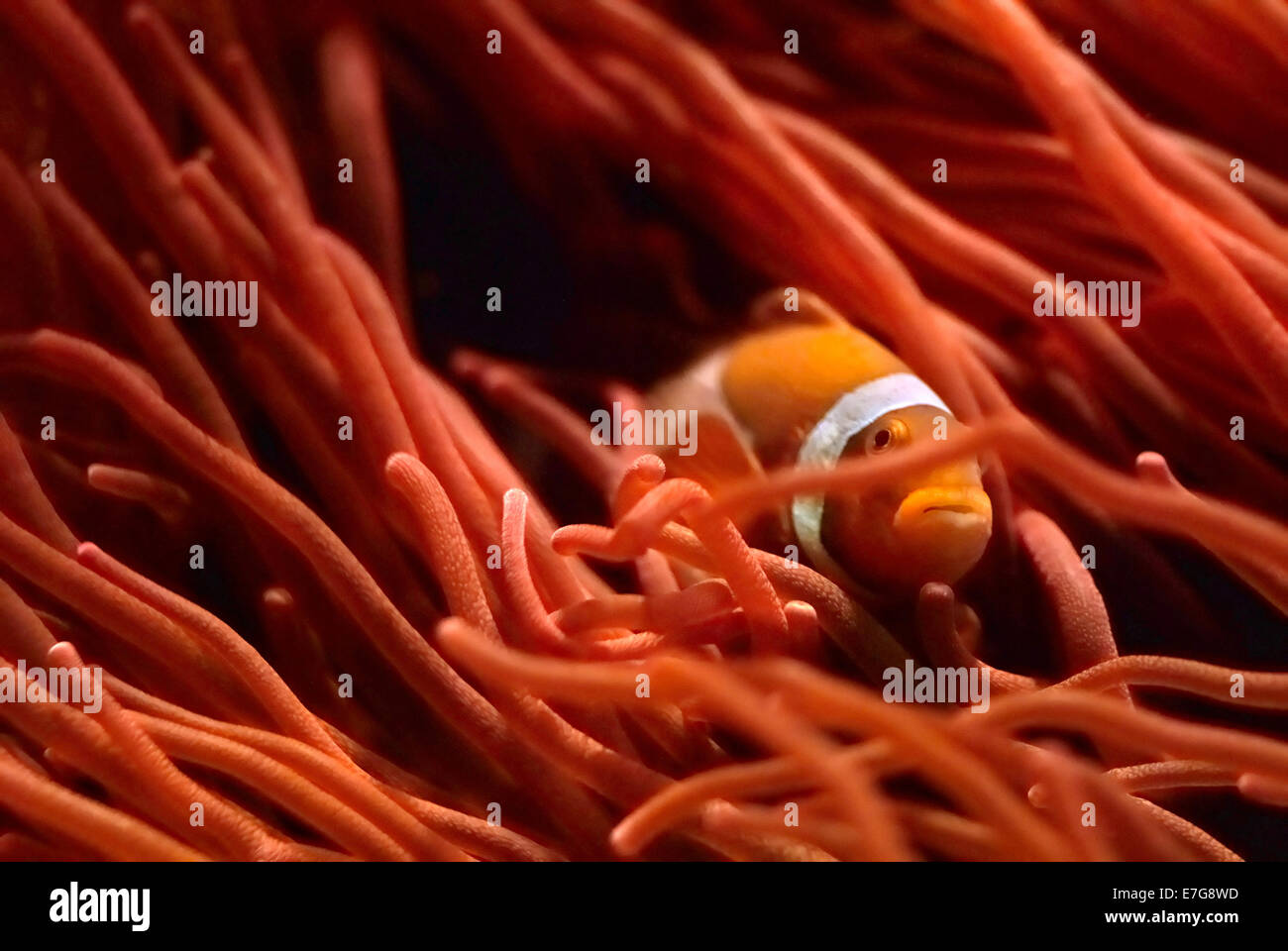 Clownfische in Anenome ausblenden Stockfoto