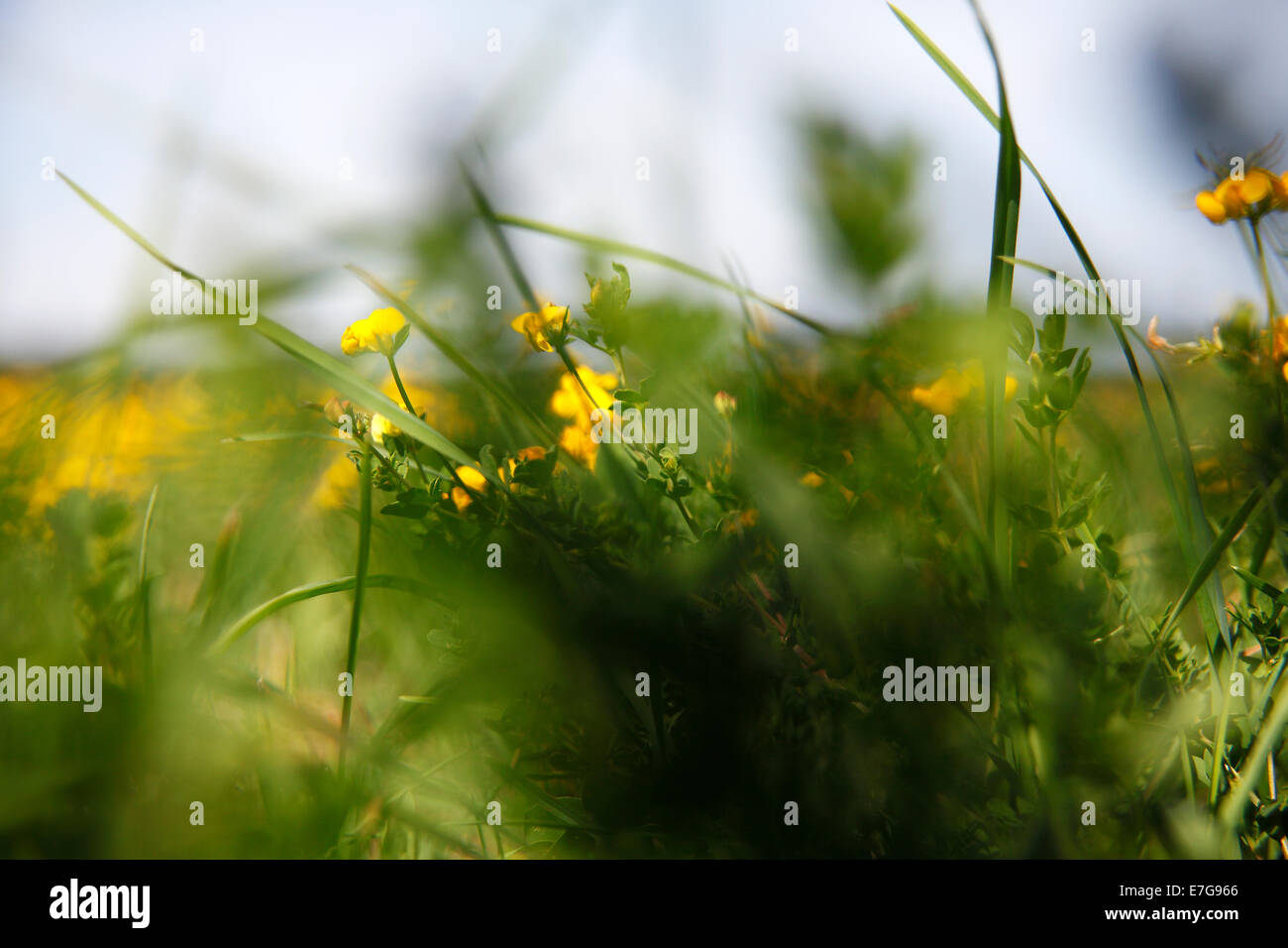 Erwachen der Pflanzen und Blumen in der Natur im Frühling Stockfoto