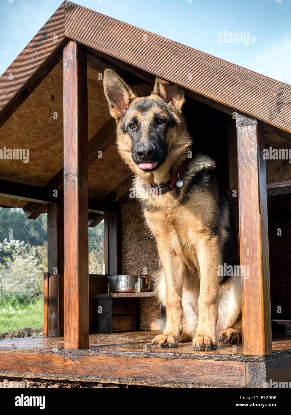 Deutscher Schäferhund auf Watch in seiner hölzernen Zwinger Stockfoto