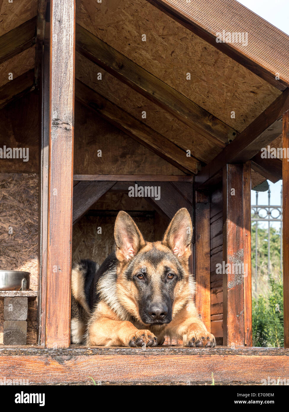 Deutscher Schäferhund ruht in seiner hölzernen Zwinger Stockfoto