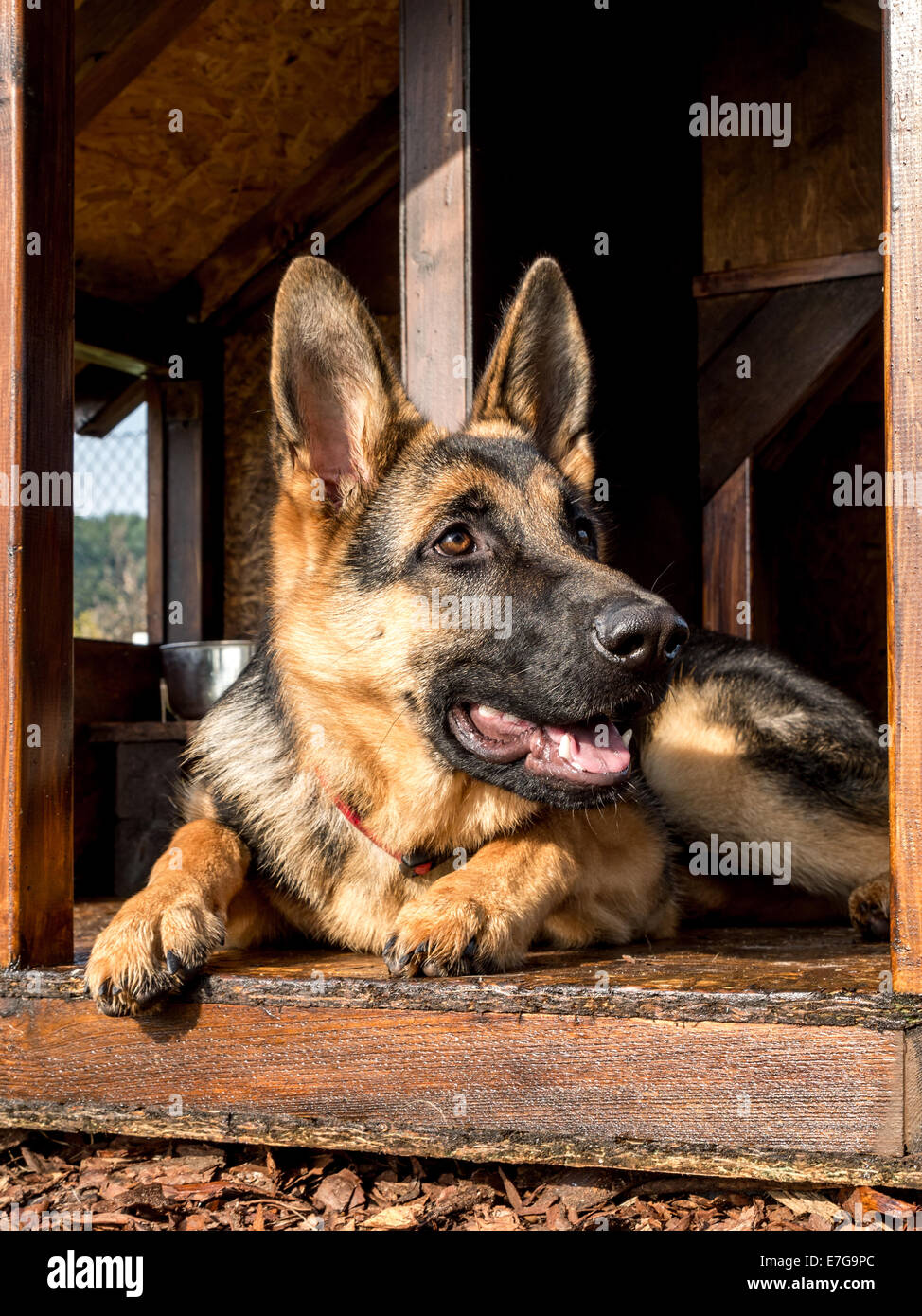 Deutscher Schäferhund ruht in seiner hölzernen Zwinger Stockfoto