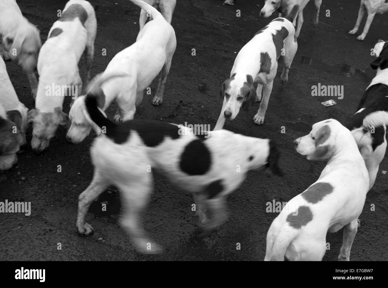 Treffpunkt für Weihnachtsjagd gerecht zu werden, Wark, Northumberland Stockfoto