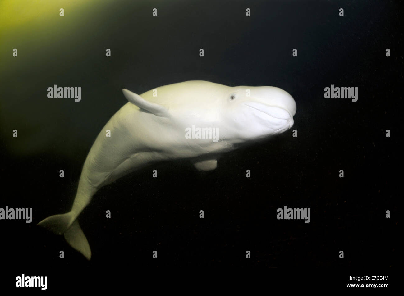 Beluga-Wal oder Weißwal (Delphinapterus Leucas), weißes Meer, Karelien, Arktis, Russische Föderation Stockfoto