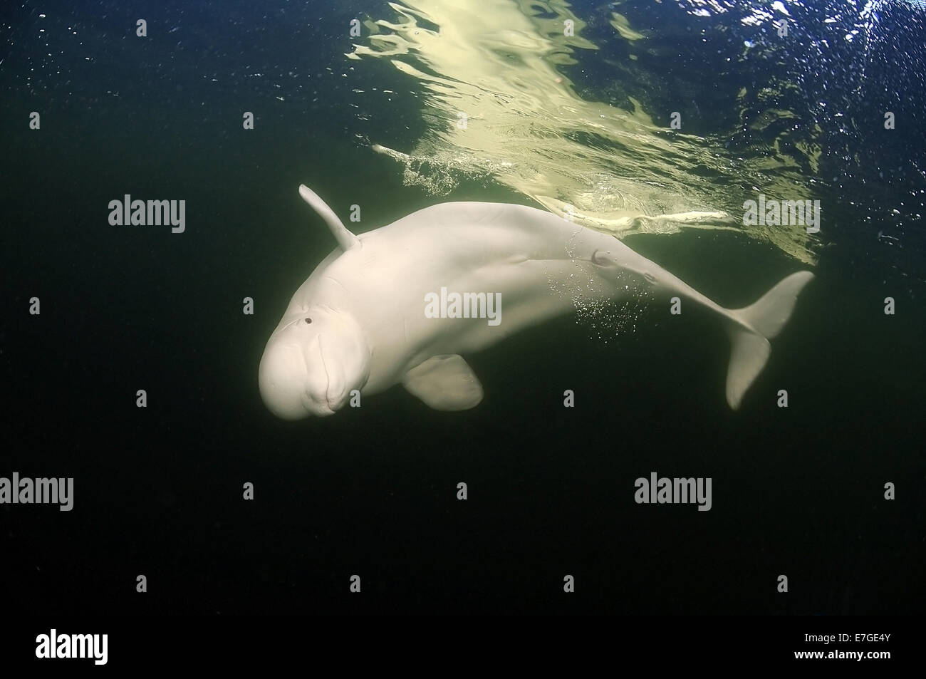 Beluga-Wal oder Weißwal (Delphinapterus Leucas), weißes Meer, Karelien, Arktis, Russische Föderation Stockfoto