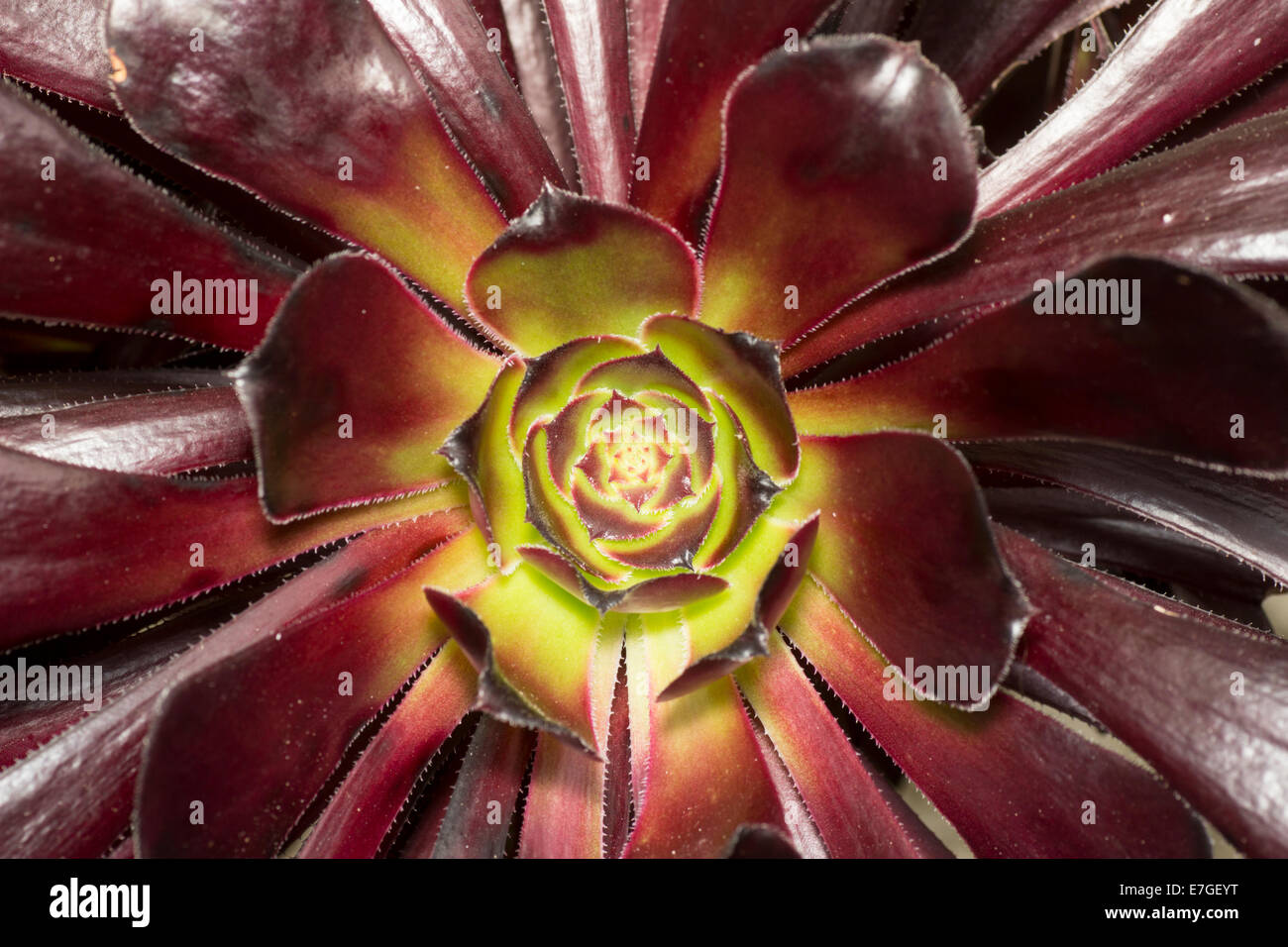 Nahaufnahme von Laub Rosette aus zarten saftigen, Aeonium Arboreum "Schwarzkopf" Stockfoto