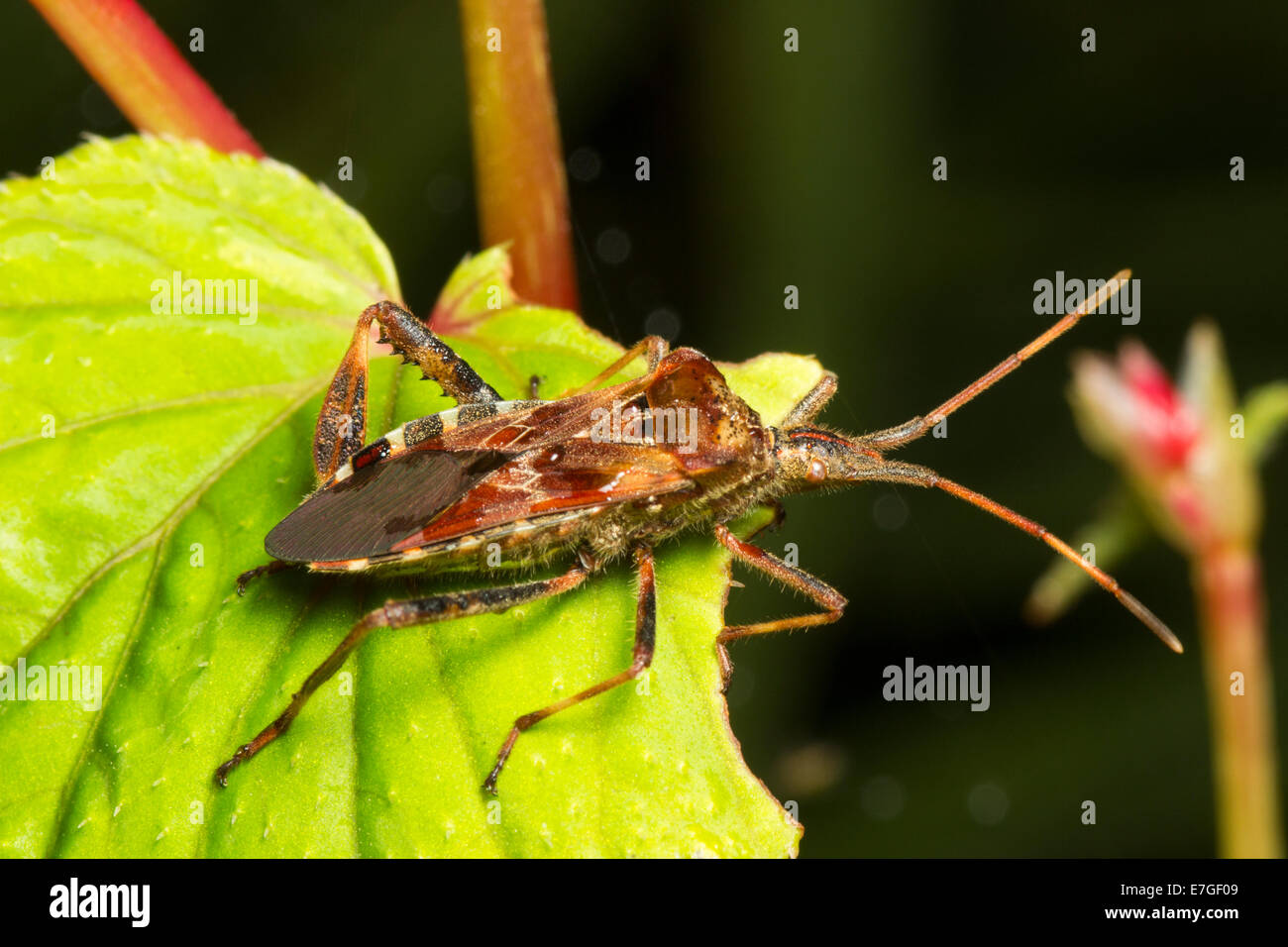 Erwachsenen westlichen Nadelbaum-Samen-Bug, Leptoglossus occidentalis Stockfoto