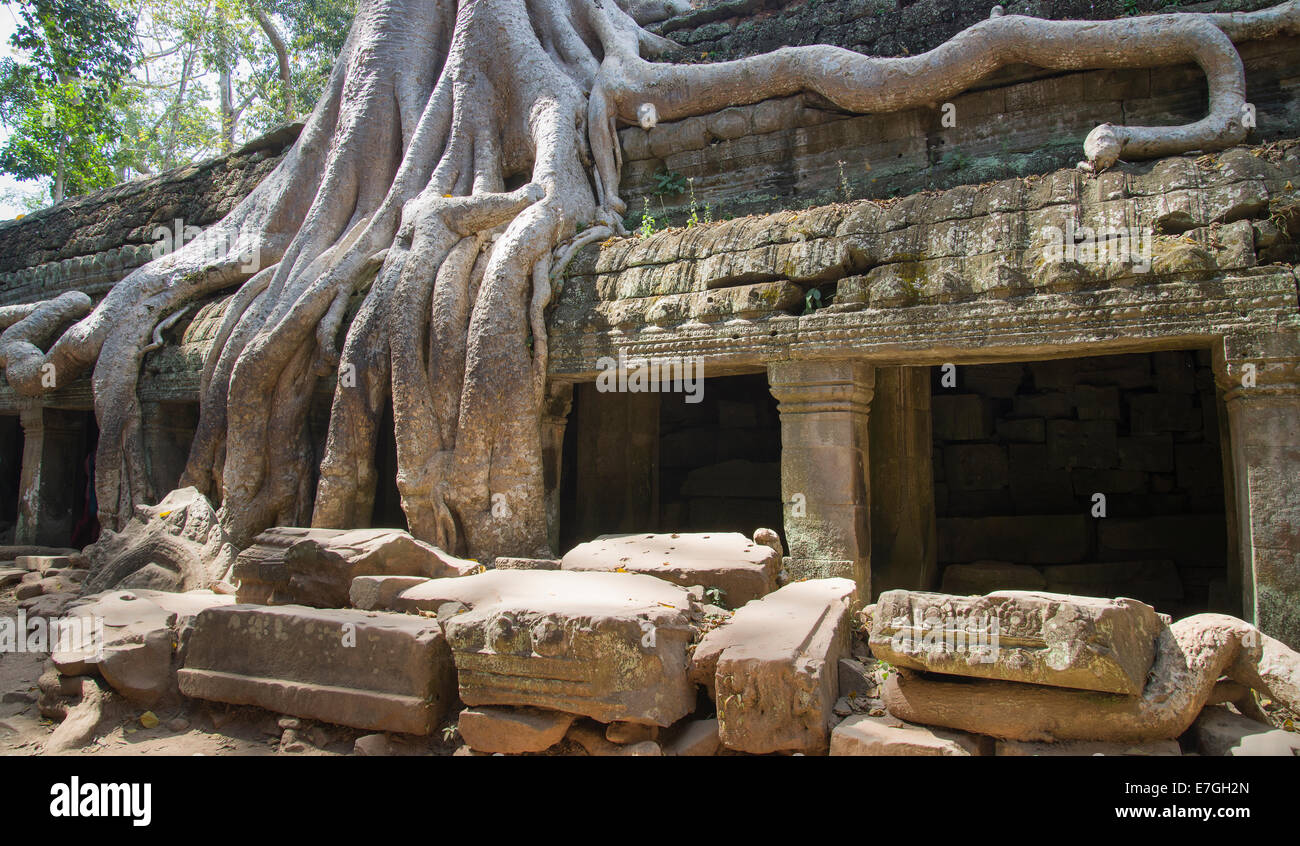 Die Wurzeln und die Ruinen von Ta Prohm in Angkor, Provinz Siem Reap, Kambodscha Stockfoto