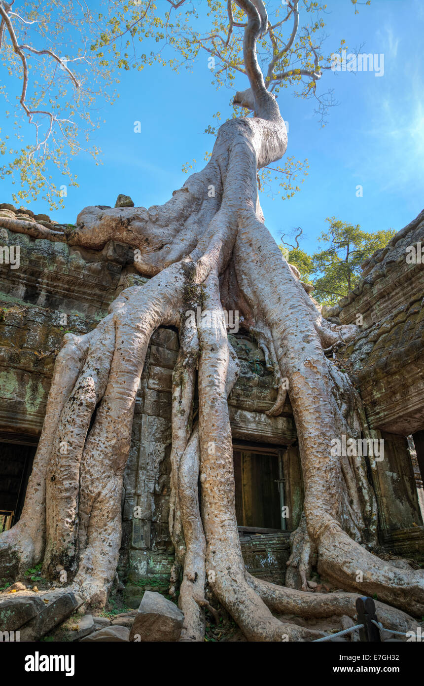Die Wurzeln und die Ruinen von Ta Prohm Tempel in Angkor, Provinz Siem Reap, Kambodscha Stockfoto
