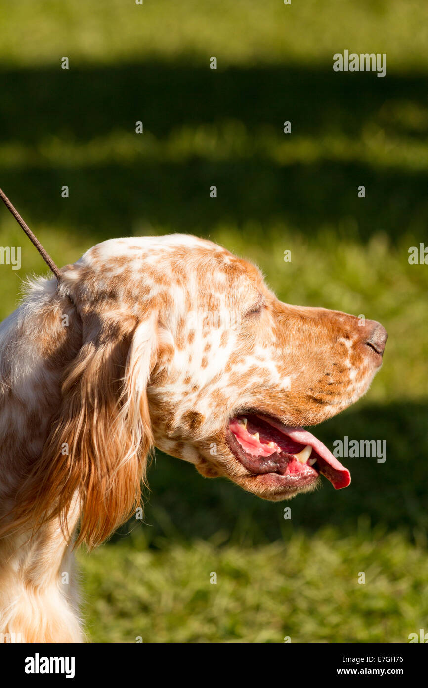 Kopfschuss von Englisch Setter bei einer lokalen Hundeausstellung Stockfoto