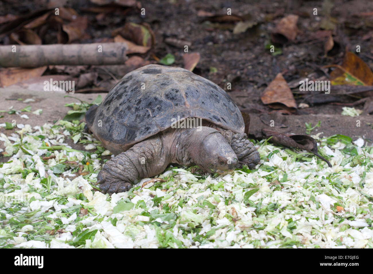 Malaysische Riesenschildkröte Stockfoto