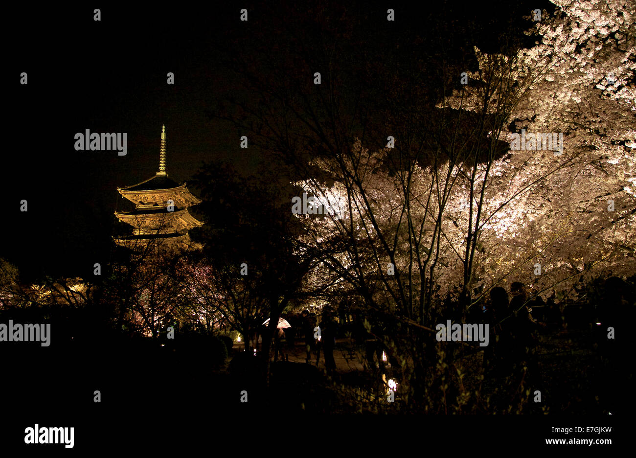 To-Ji Tempel in der Nacht, Kirschblüte, Bäume, Menschen, Touristen in Kyoto, Japan, Asien Stockfoto