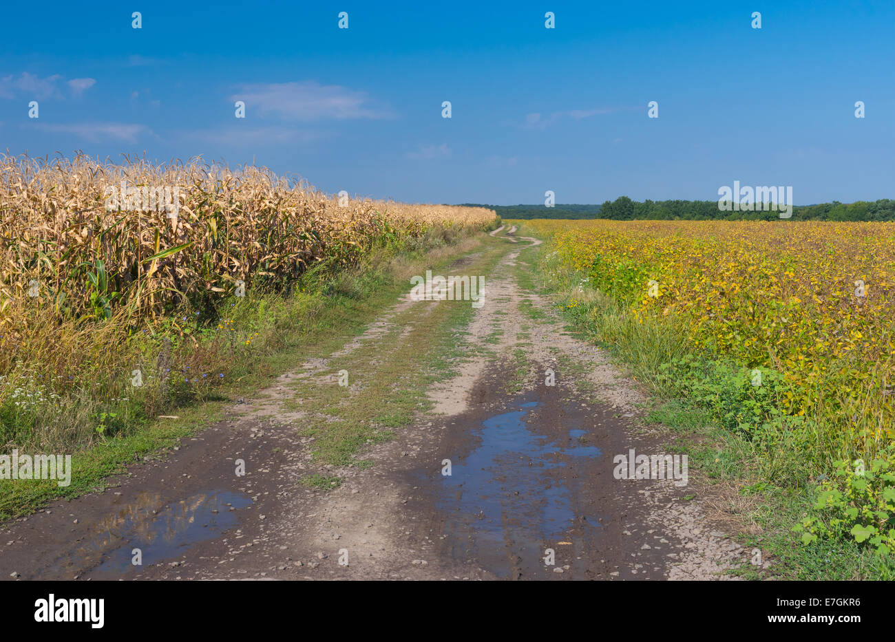 Ukrainische Agrarlandschaft im spät Sommer Stockfoto