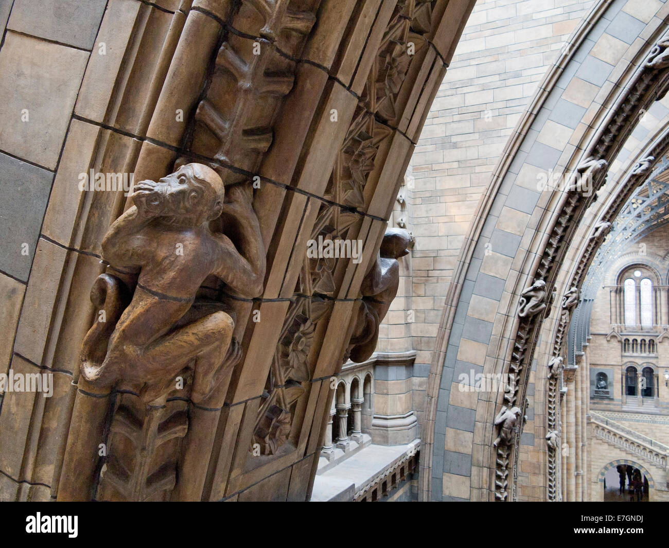 Stone monkey Skulpturen klettern die Bögen in der Natural History Museum, South Kensington, London, England Stockfoto