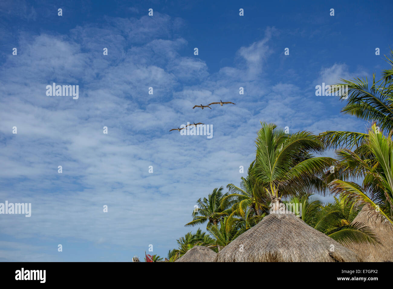 Pelikane fliegen in Riviera Maya mit Strohdächern, Ligh Wolken und Palmen Stockfoto