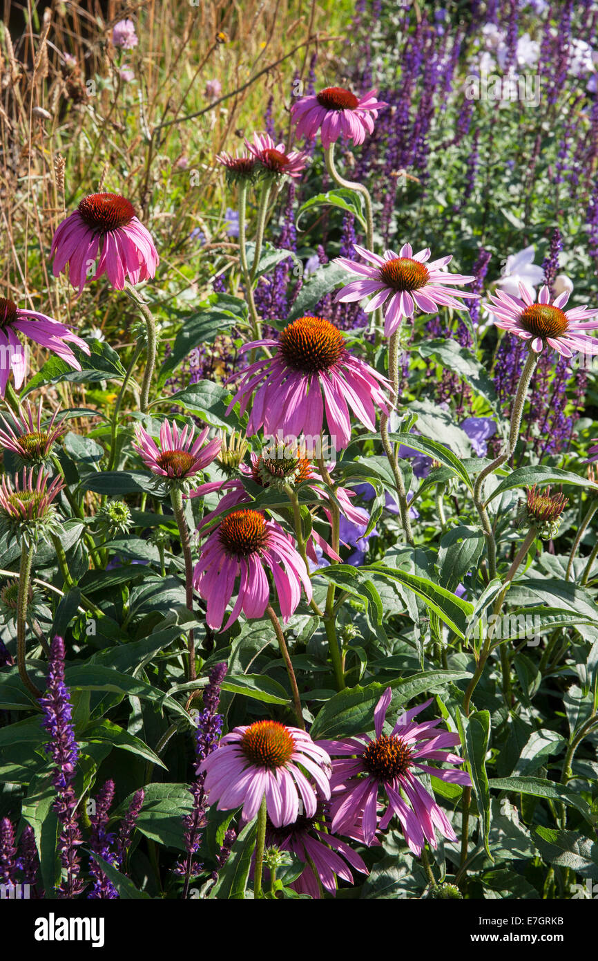 Garten - Maggies Waldgarten - Echinacea Purpurea - Designer - Amanda Waring und Laura Arison - Sponsor - N Stockfoto