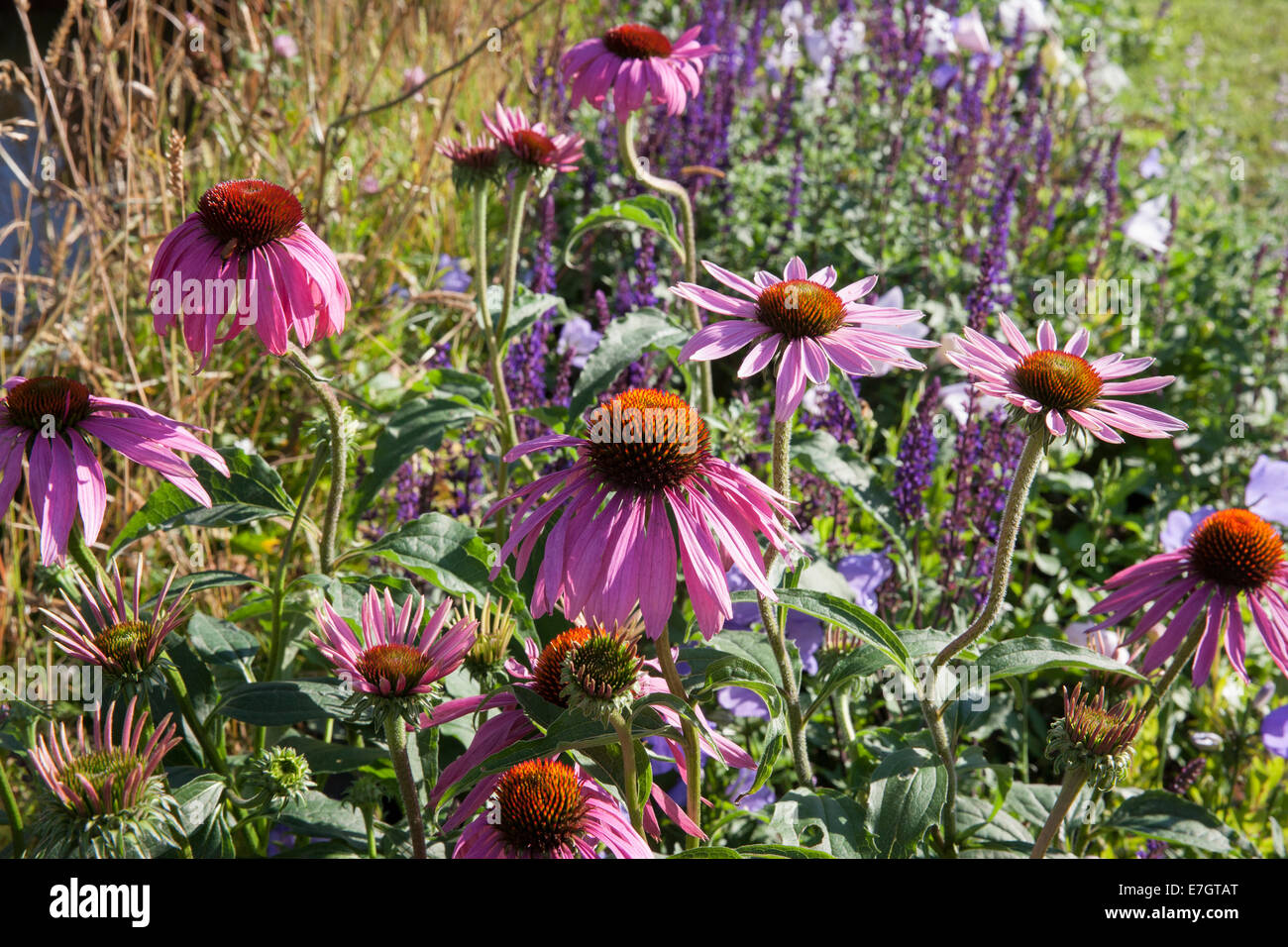 Garten - Maggies Waldgarten - Echinacea Purpurea - Designer - Amanda Waring und Laura Arison - Sponsor Stockfoto