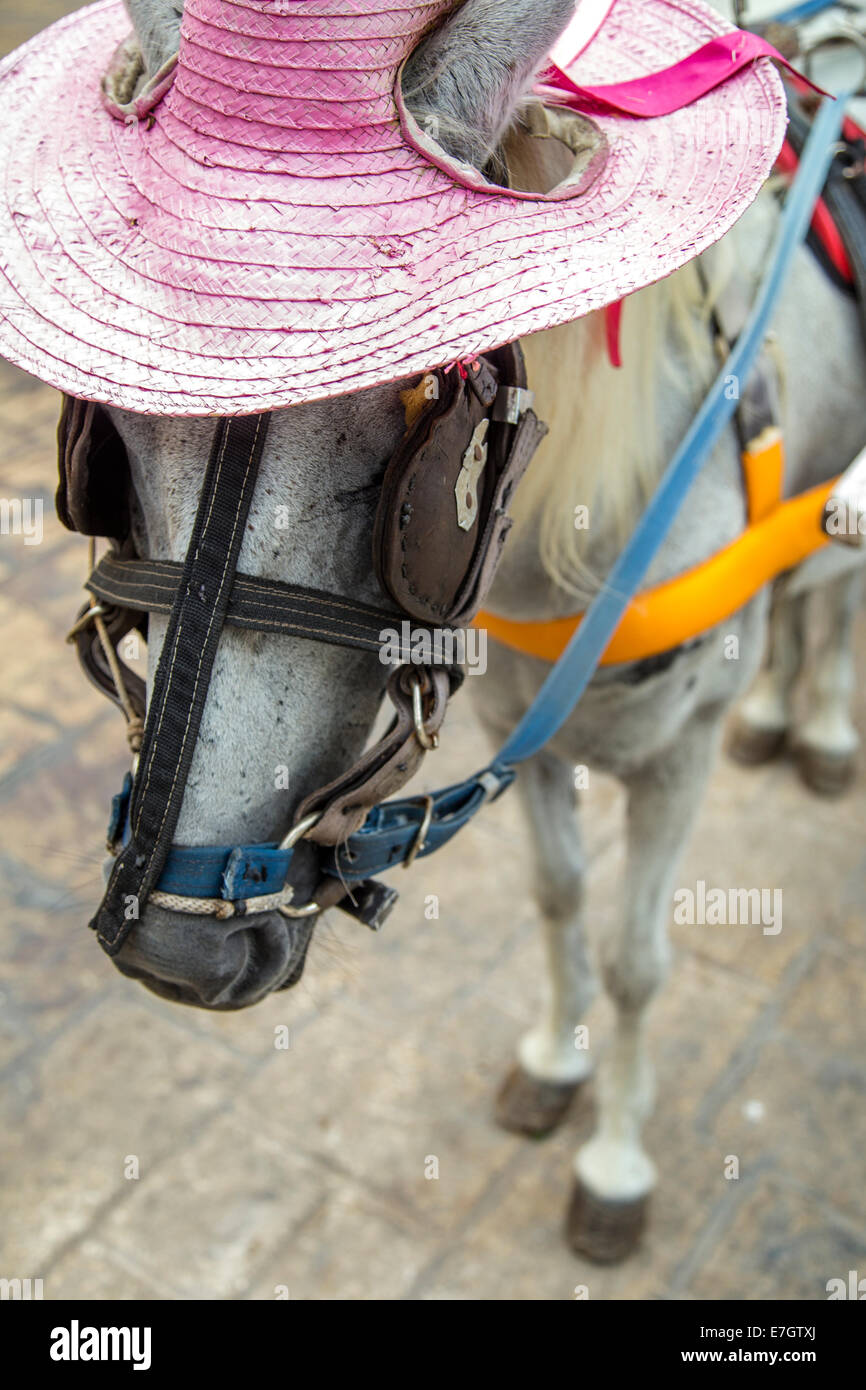 Pferd mit rosa Sombrero ziehen Schlitten auf alte Straße in Mexiko Stockfoto