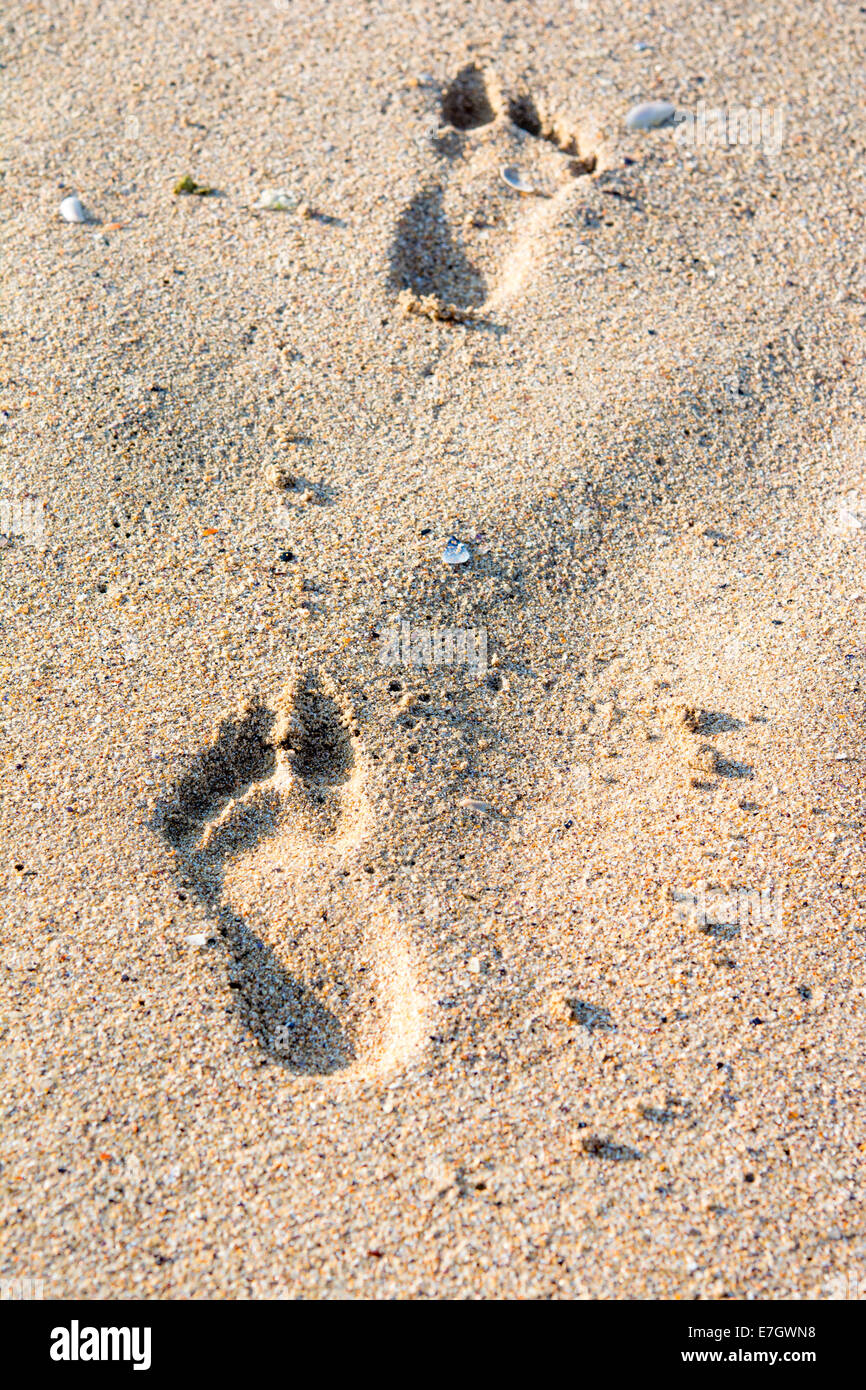 Ein Fußabdruck im goldenen Sand am Ufer des Meeres Stockfoto