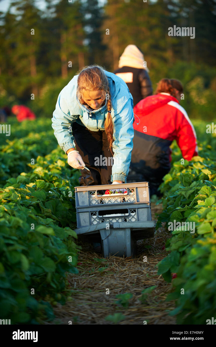 Arbeitskräfte aus Osteuropa pflückt Erdbeeren in einem dänischen Bauernhof. Stockfoto