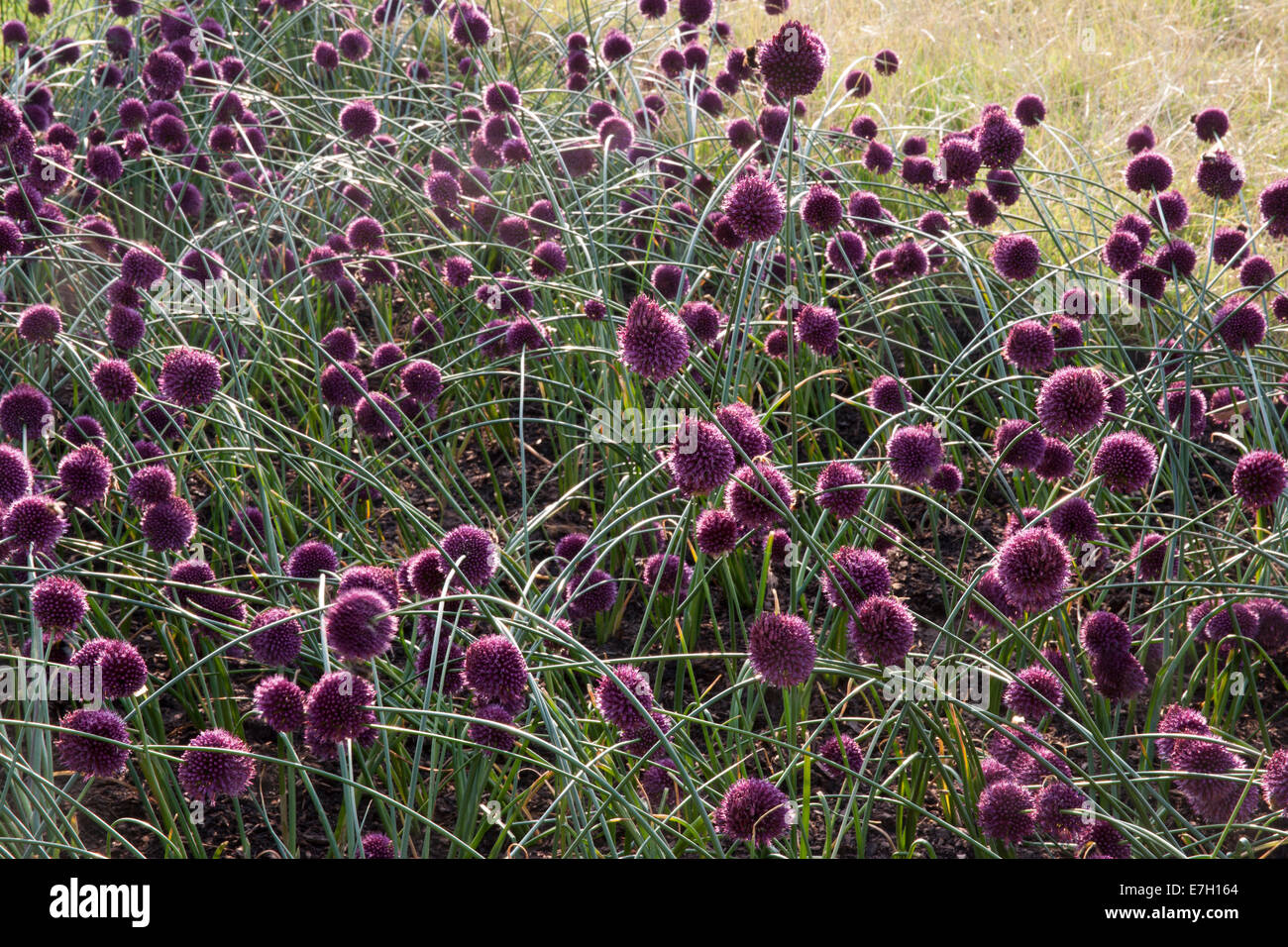 Garten Sie - See der Wind - Pflanzung von Allium Spaerocephalon-Designer - Joan Mulvenna und Andrew Lee Stockfoto