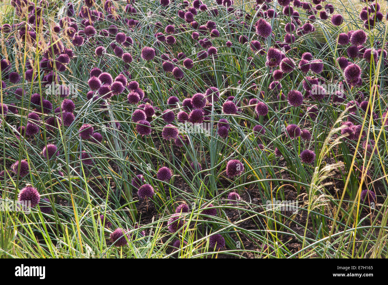 Garten Sie - See der Wind - Pflanzung von Allium Spaerocephalon-Designer - Joan Mulvenna und Andrew Lee Stockfoto
