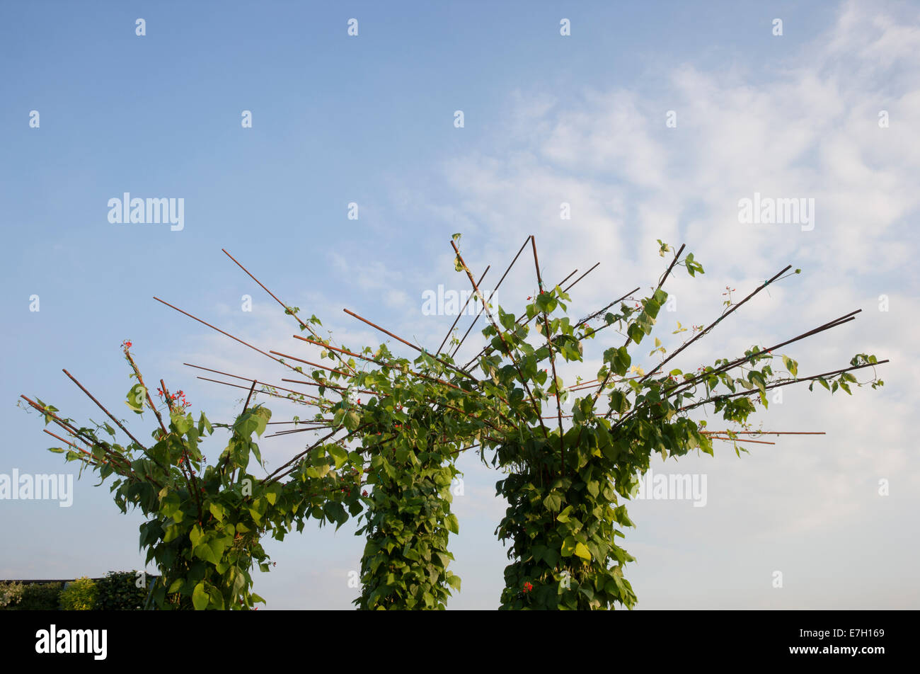 Garten - ein Geschmack von Wythenshawe - Stangenbohnen auf Turm hergestellt aus Stahl, die Stärkung der Stangen - Designer - Reasehe Stockfoto