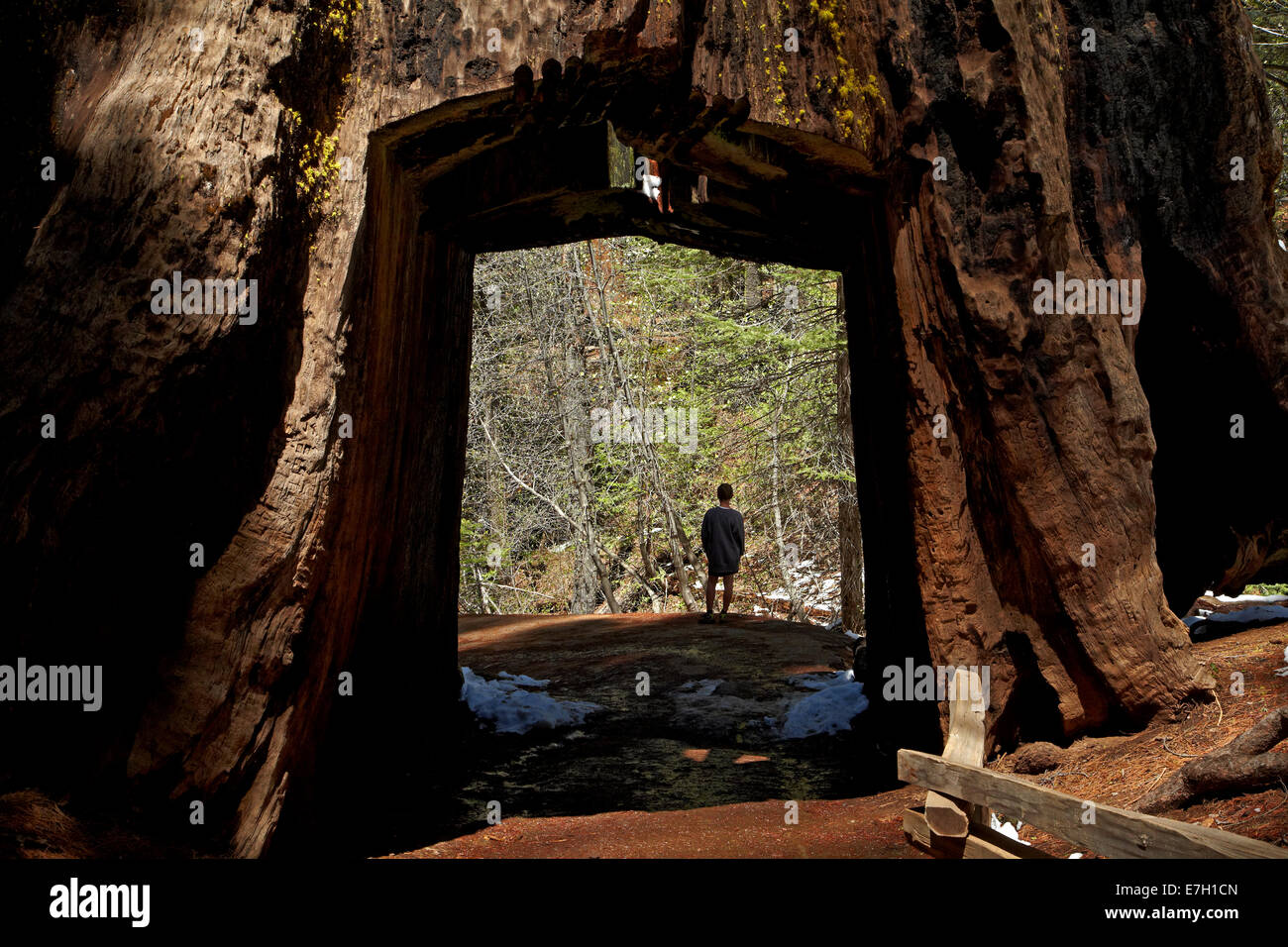 Tourist in toter Tunnel Baumriesen, Tuolumne Grove, in der Nähe von Crane Flat, Yosemite-Nationalpark, Kalifornien, USA Stockfoto