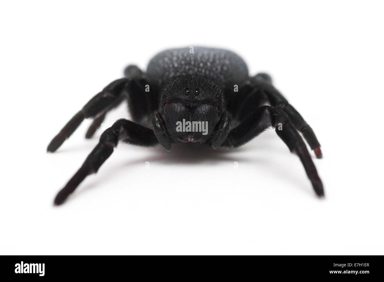 Schwarze Spinne, selektiven Fokus. Stockfoto