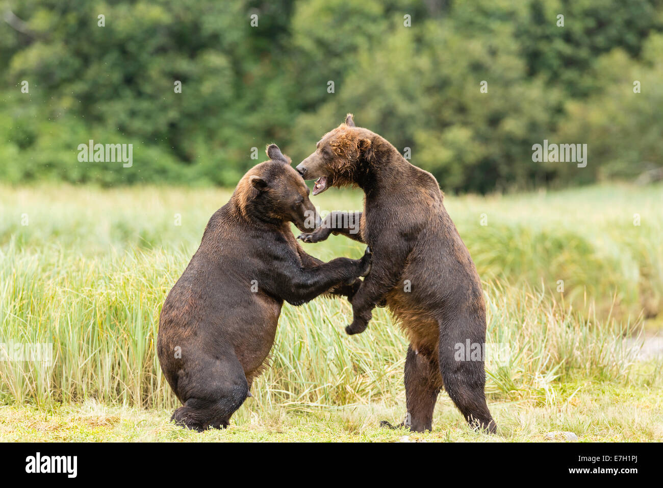 Männliche Braunbären (Ursus Arctos) kämpfen um die Vorherrschaft auf Lachs entlang Geographic Creek am Geographic Hafen in Katmai Nat Angeln Stockfoto