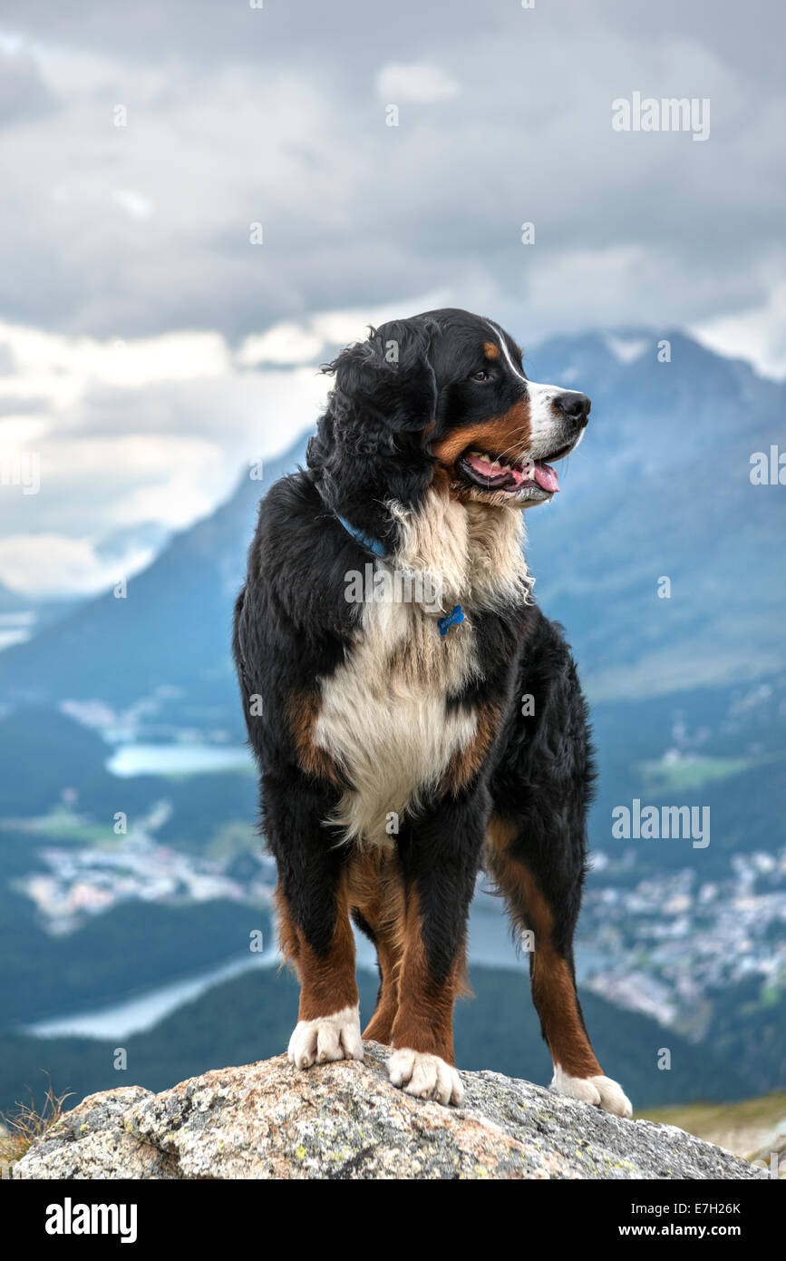 Bernese Mountain Dog In Switzerland Stockfotos und -bilder Kaufen - Alamy
