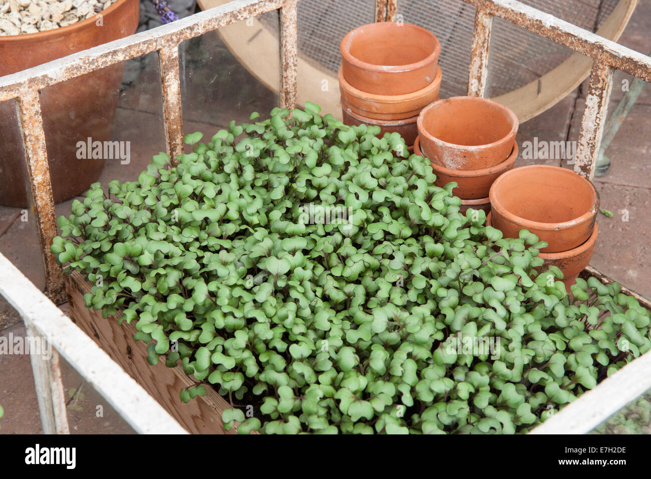 Sprouting Rotkohl für Micro Greens Gemüse Salat angebaut geschnitten und kommen wieder in einem kalten Rahmen mit Terrakotta-Töpfe UK Stockfoto