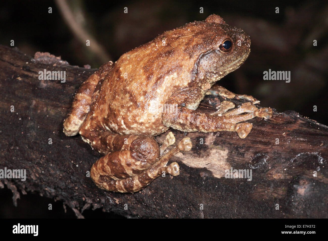 Platypelis grandis Fotos und Bildmaterial in hoher Auflösung Alamy