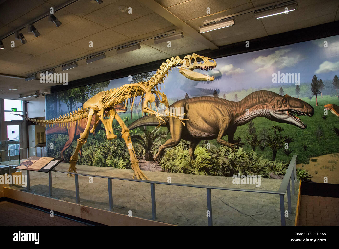 Jensen, Utah - Ein allosaurus Rekonstruktion und Malerei im Steinbruch Ausstellungshalle auf Dinosaur National Monument. Stockfoto