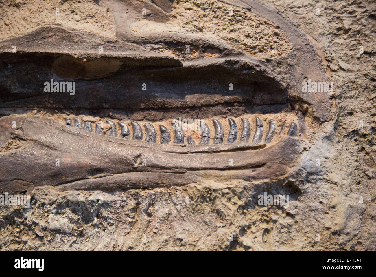 Jensen, Utah - Allosaurus im Steinbruch-Ausstellungshalle im Dinosaur National Monument. Stockfoto