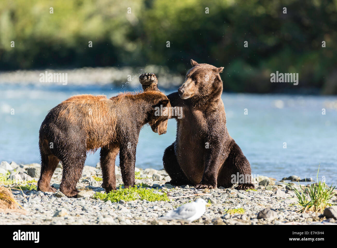 Braunbär streicht seine Pfote auf ein Bär Dominanz für Geographic Harbor in Alaska Lachs fischen geltend zu machen. Stockfoto