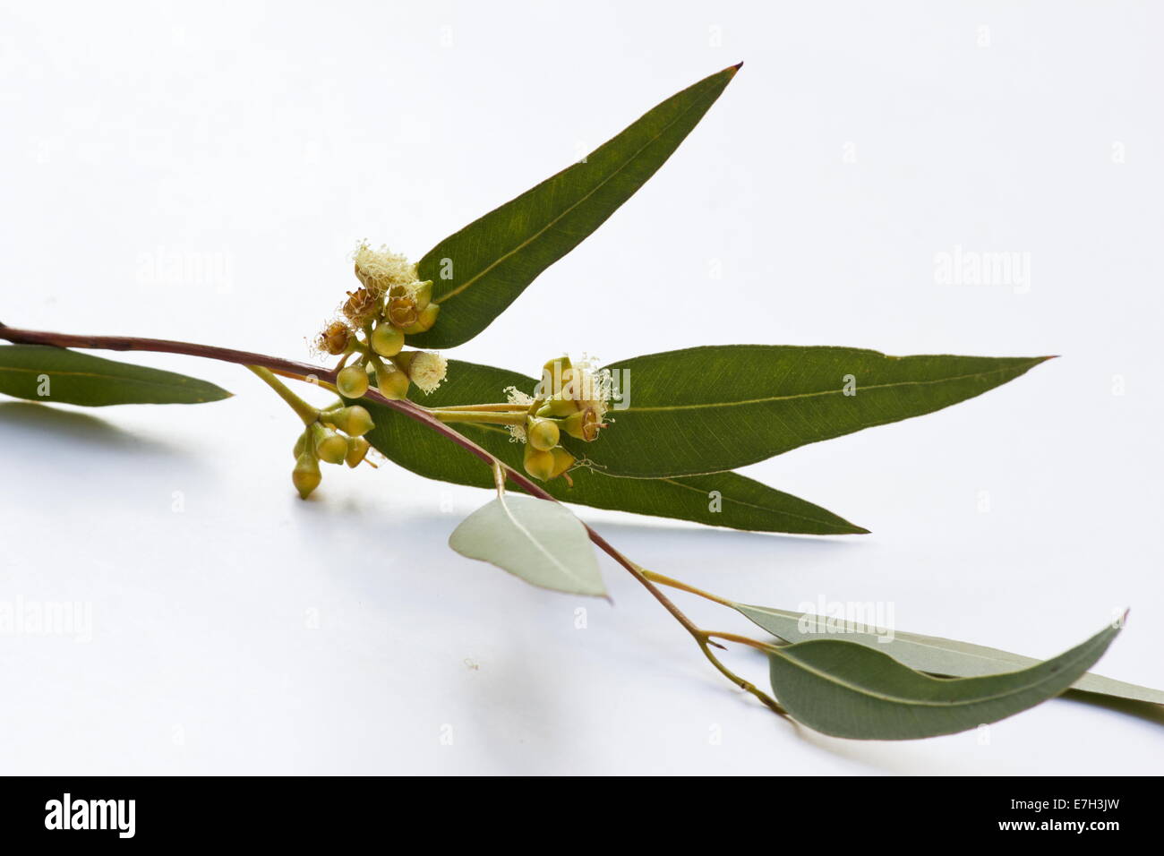 Eukalyptus (Eucalyptus Citriodora) Blätter auf weißem Hintergrund