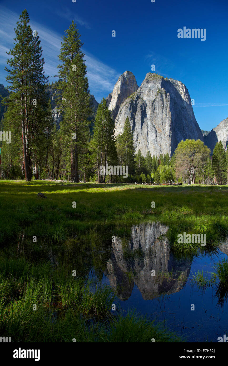 Cathedral Rocks spiegelt sich in einem Teich im Yosemite Valley und Maultierhirsch (Odocoileus Hemionus), Yosemite-Nationalpark, Kalifornien Stockfoto