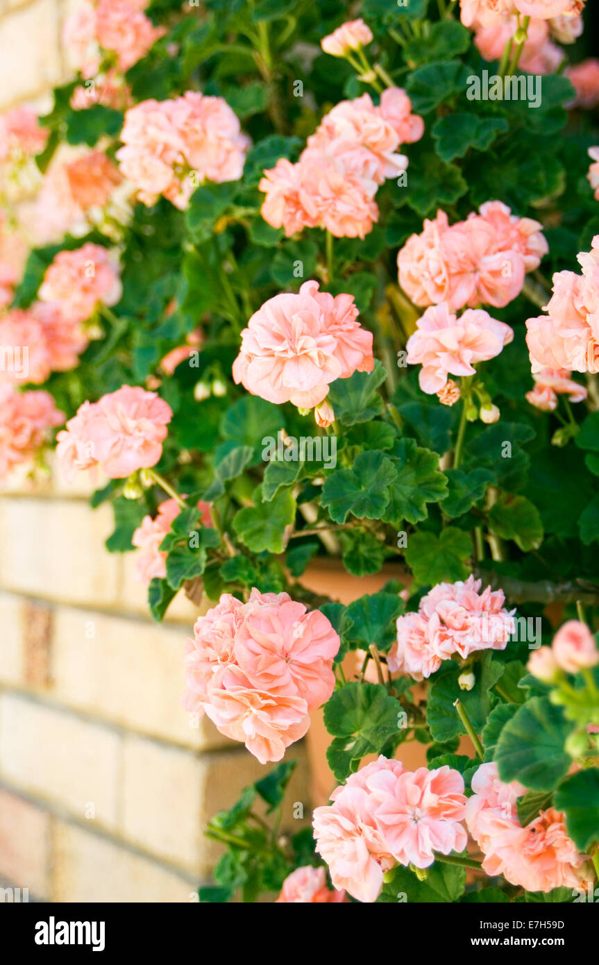 Porträtaufnahme von leichten rosa Pelargonien vor blonde Ziegelwand. Stockfoto