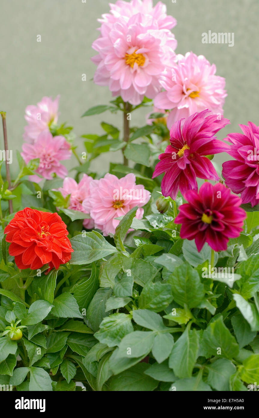 Close-up Porträtaufnahme von hellen und dunklen rosa Zwerg Dahlien-Blüten. Stockfoto