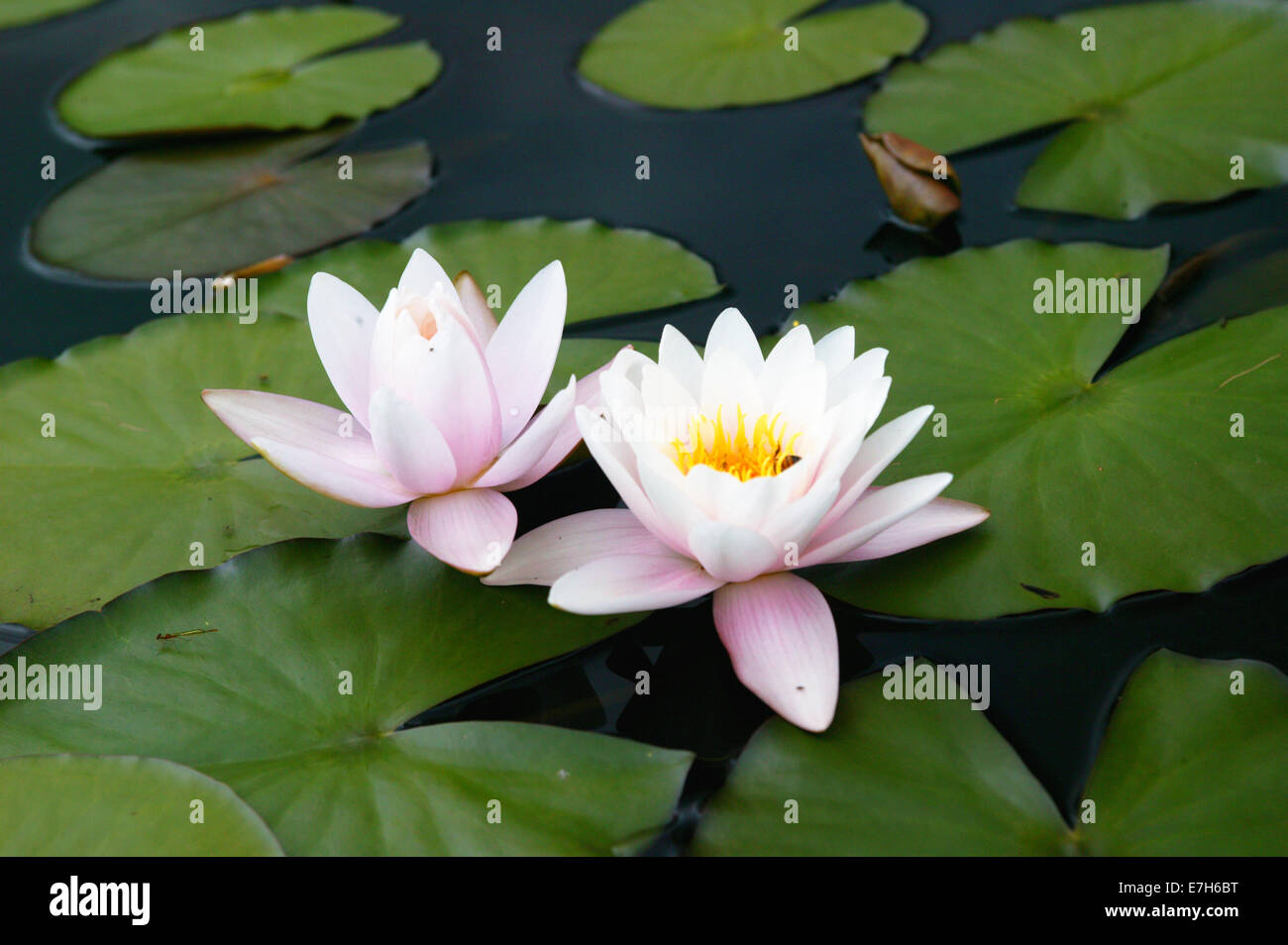 Hell rosa und weiße Lilie Blumen unter den Seerosen in einem Teich