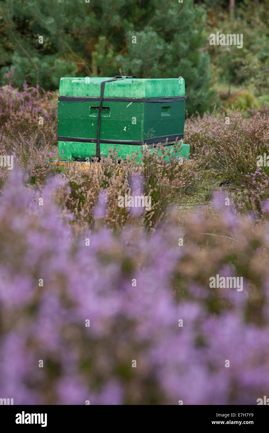 Bienenstock auf der Heide in den Niederlanden in der Nähe von Amersfoort auf der Utrechtse Heuvelrug Stockfoto