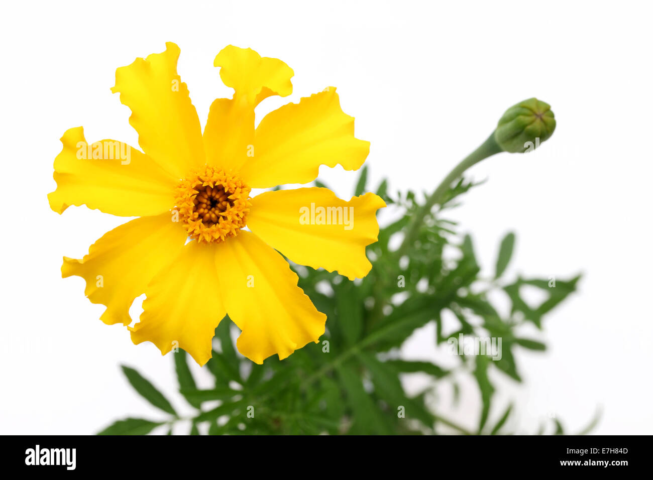 Gelbe Ringelblumeblume auf weißem Hintergrund Stockfoto