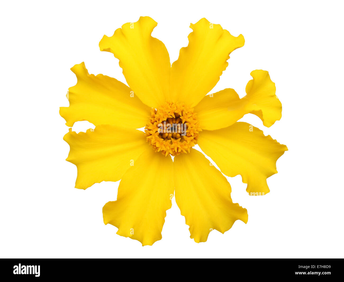 Gelbe Ringelblumeblume auf weißem Hintergrund Stockfoto