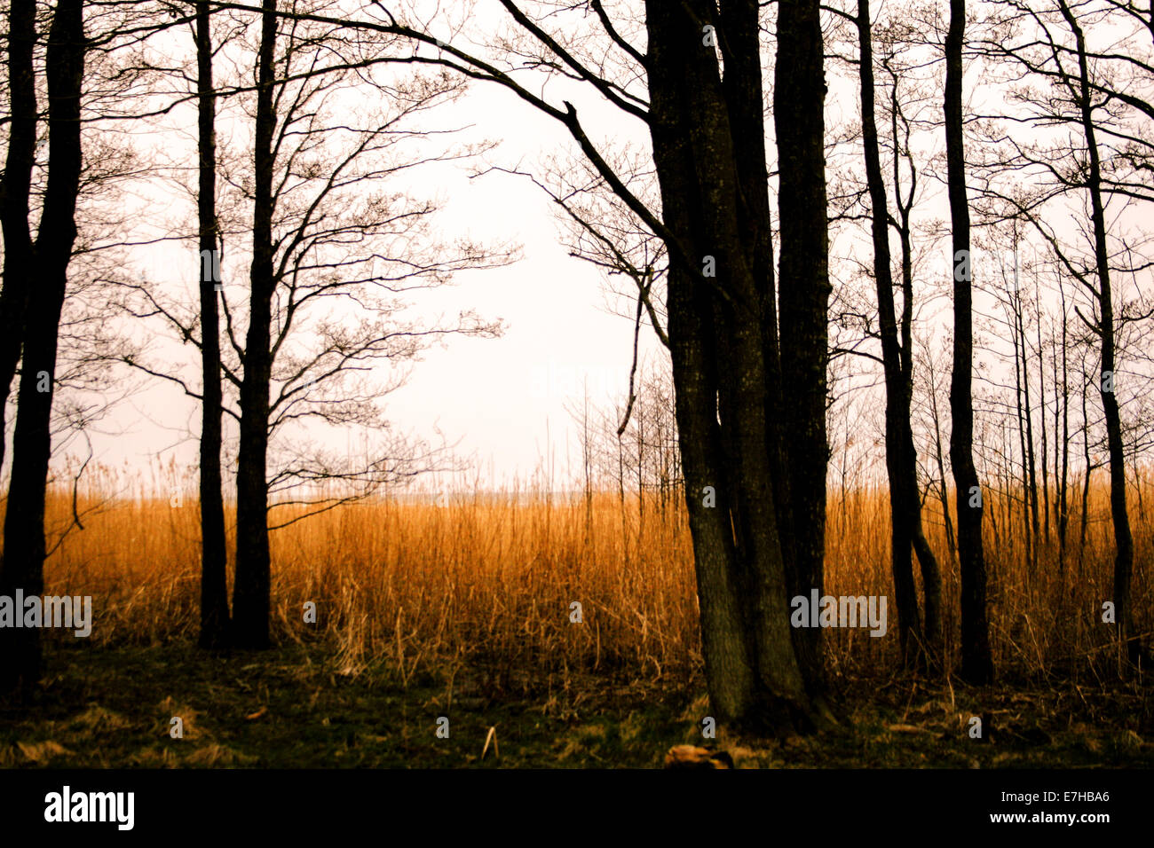 Frühling in der Natur Stockfoto