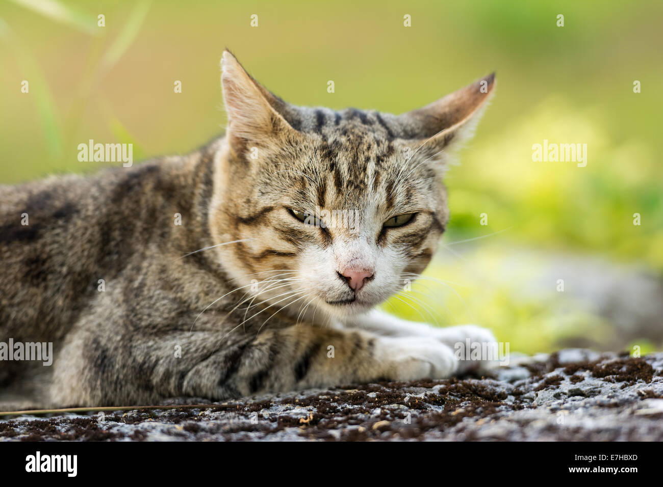 Süße Hauskatze Profilbildnis Stockfoto