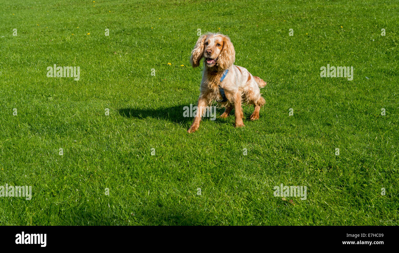 Junge Cocker Spaniel genießen, spielen in einem Feld mit einem blauen Gurt Stockfoto