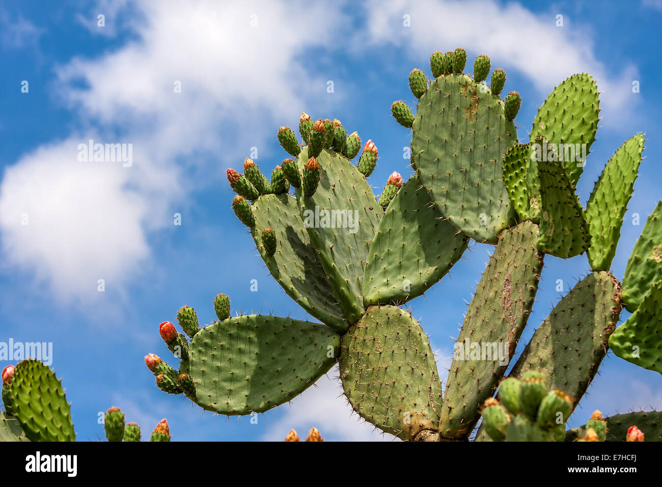 Grüne flache abgerundete Kladodien Opuntia Kaktus mit Knospen gegen blauen Himmel mit weißen Wolken in Israel. Stockfoto