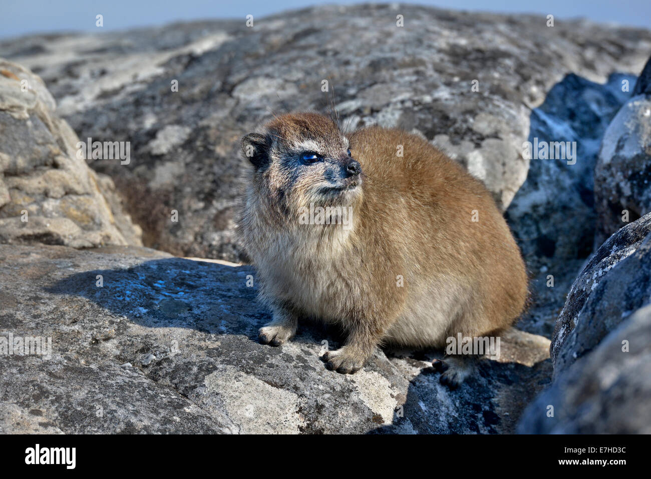 Südafrika, Tafelberg, Rock Hyrax, Procavia capensis Stockfoto