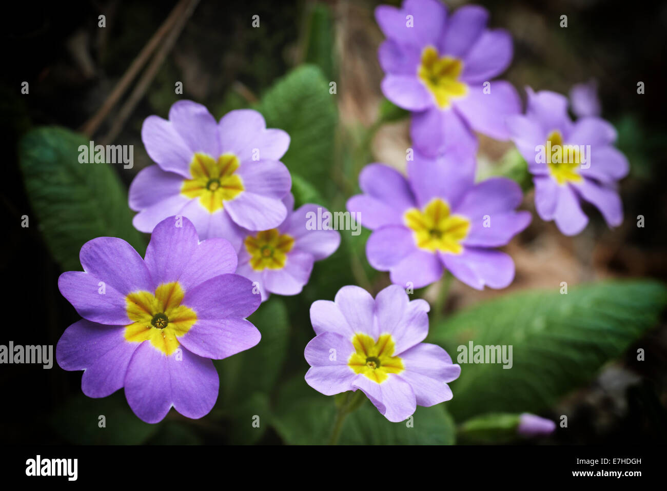 Frühlingsblumen Sie Rosa (Primula Vulgaris) im Wald Stockfoto